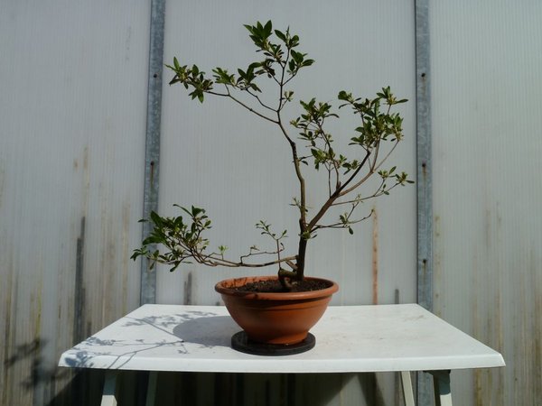 Gartenazalee2 seite2.jpg