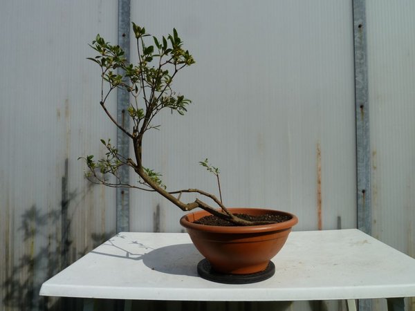 Gartenazalee2 seite.jpg