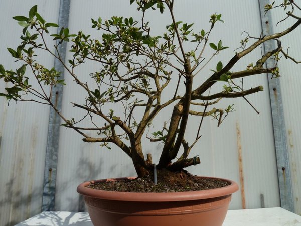 Gartenazalee bild 1.jpg