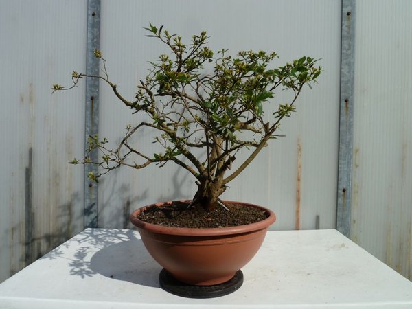 Gartenazalee bild 4.jpg