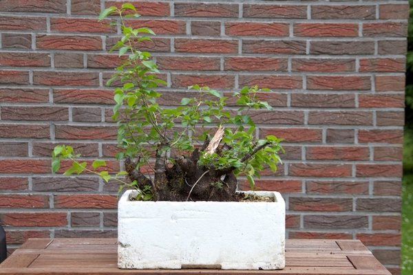 Prunus mahaleb 1.jpg