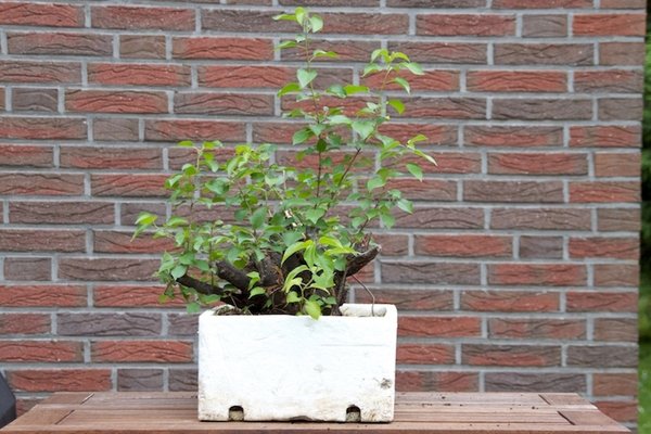Prunus mahaleb 2.jpg