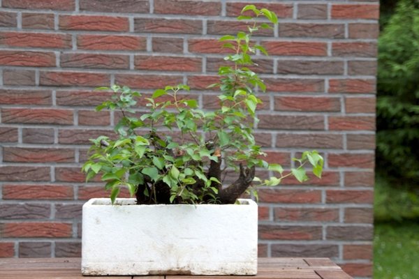 Prunus mahaleb 3.jpg