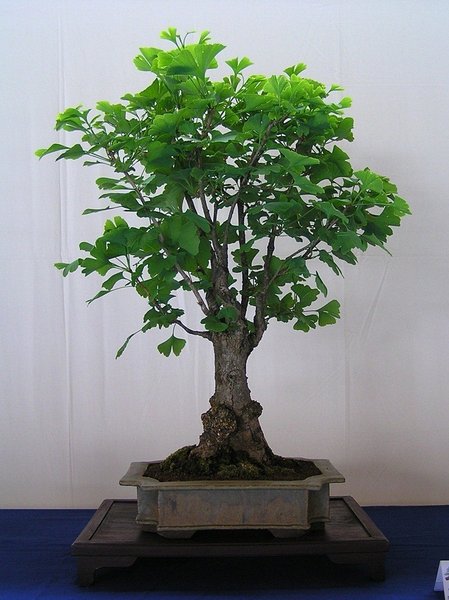 Ginkgo