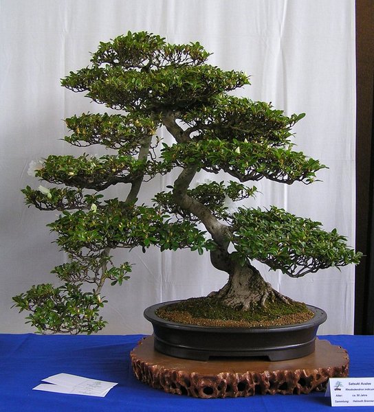 Satsuki-Azalee