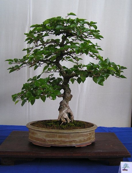 Kor. Hainbuche