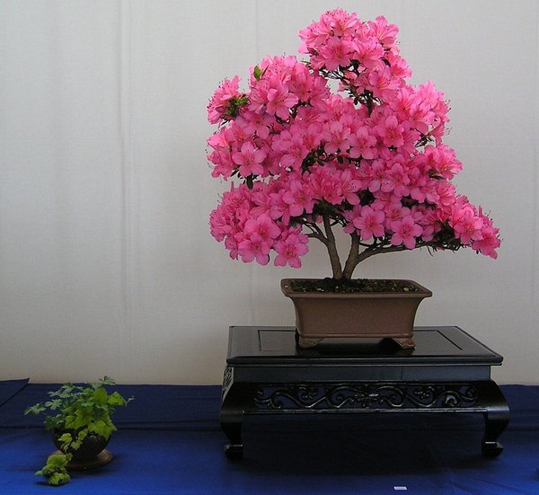 Satsuki-Azalee