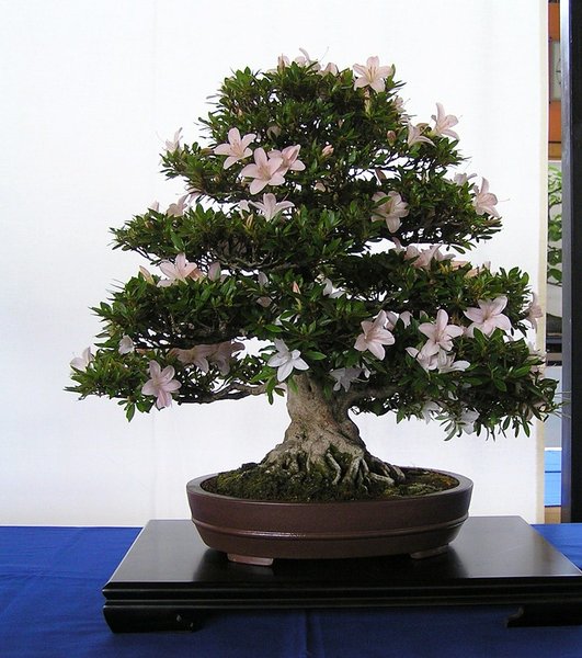 Satsuki-Azalee