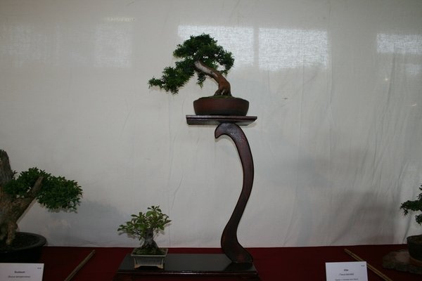 comp_IMG_7368.jpg