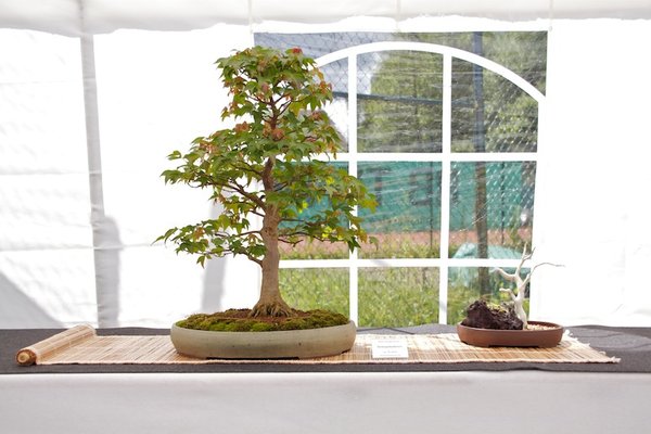 Acer buergerianum; Dreispitzahorn; ca 19 Jahre; Arbeitskreis Leer.jpg
