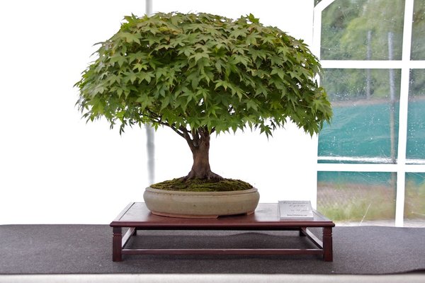 Acer palmatum Kigohime; ca 15 Jahre; Arbeitskreis Leer.jpg