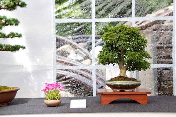 Acer palmatum Shishigashira; Löwenkopfahorn; ca 29 Jahre; Arbeitskreis Oldenburg.jpg