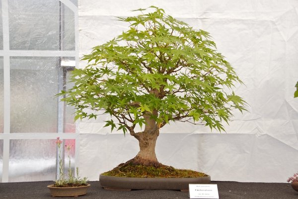 Acer palmatum; Fächerahorn; ca 40 Jahre; Arbeitskreis Bremen.jpg