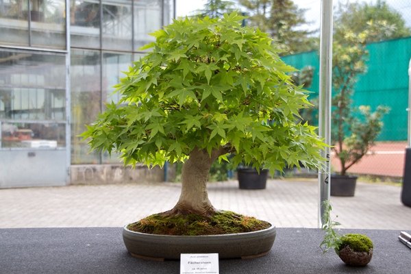 Acer palmatum; Fächerahorn; ca 45 Jahre; Arbeitskreis am Rübenberge.jpg