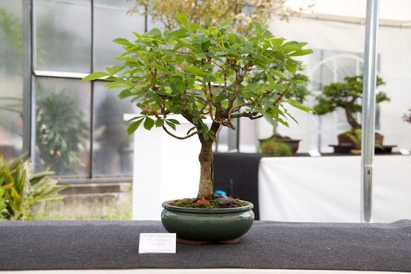 Aesculus hippocastanum; Roßkastanie; 16 Jahre; Arbeitskreis Kiel.jpg