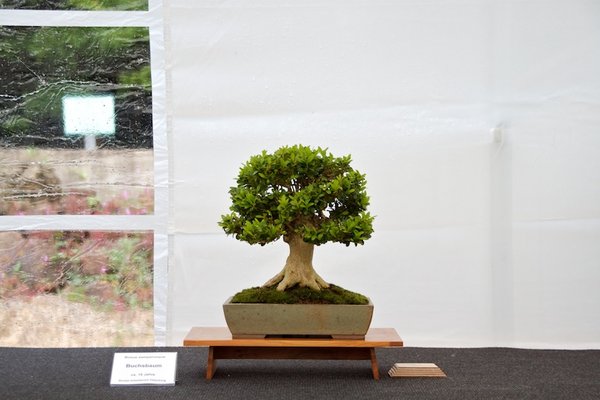 Buxus sempervirens; Buchsbaum; ca 15 Jahre; Arbeitskreis Oldenburg.jpg