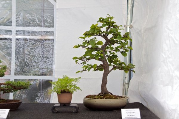 Carpinus betulus; Hainbuche; ca 15 Jahre; Arbeitskreis Bremen.jpg