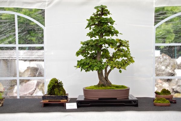 Carpinus betulus; Hainbuche; ca 20 Jahre; Arbeitskreis Oldenburg.jpg