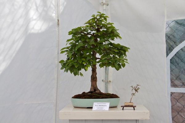 Carpinus coreana; Koreanische Hainbuche; ca 12 Jahre; Arbeitskreis Leer.jpg