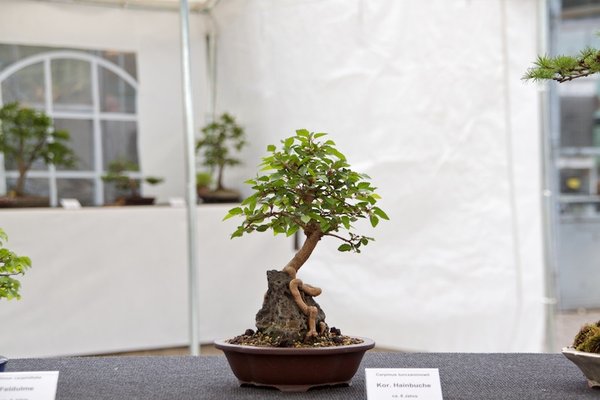 Carpinus turczaninowii; Koreanische Hainbuche; ca 8 Jahre; Arbeitskreis Lübeck.jpg
