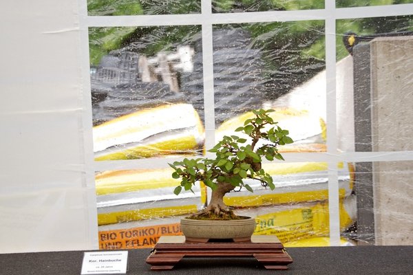 Carpinus turczaninowii; Koreanische Hainbuche; ca 25 Jahre; Arbeitskreis Oldenburg.jpg