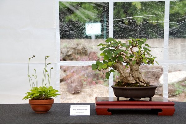 Carpinus turczaninowii; Koreanische Hainbuche; ca 30 Jahre; Arbeitskreis Oldenburg.jpg