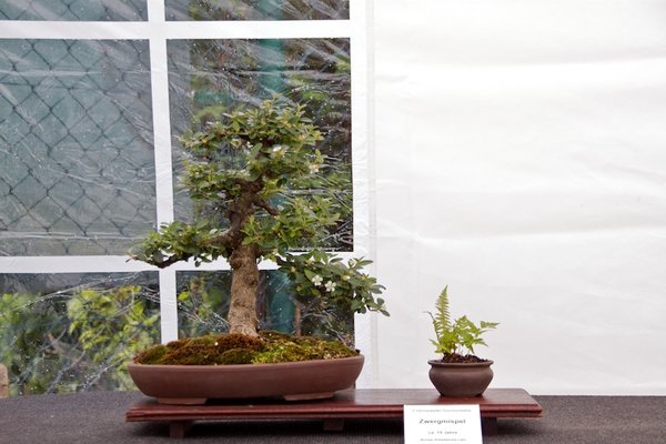 Cotoneaster horizontalis; Zwergmispel; ca 15 Jahre; Arbeitskreis Leer.jpg
