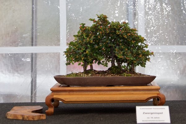 Cotoneaster horizotalis; Zwergmispel; ca 10 Jahre; Arbeitskreis Bremen.jpg