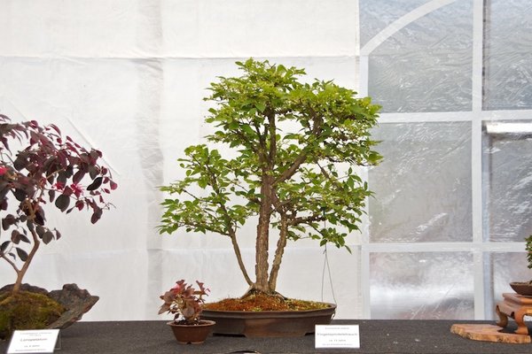 Euonymus alatus; Flügelspindelstrauch; ca 12 Jahre; Arbeitskreis Bremen.jpg