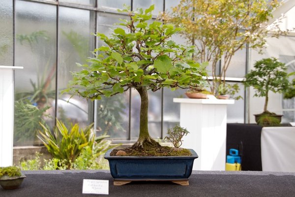Fagus sylvatica; Rotbuche; 18 Jahre; Arbeitskreis Kiel.jpg