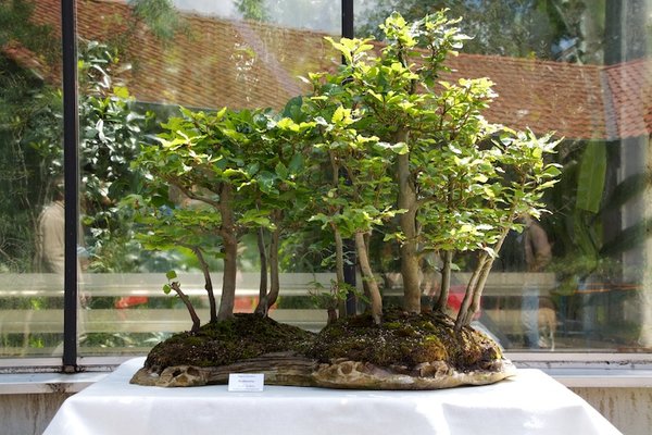 Fagus sylvatica; Rotbuche; ca 5-25 Jahre; Arbeitskreis Oldenburg.jpg