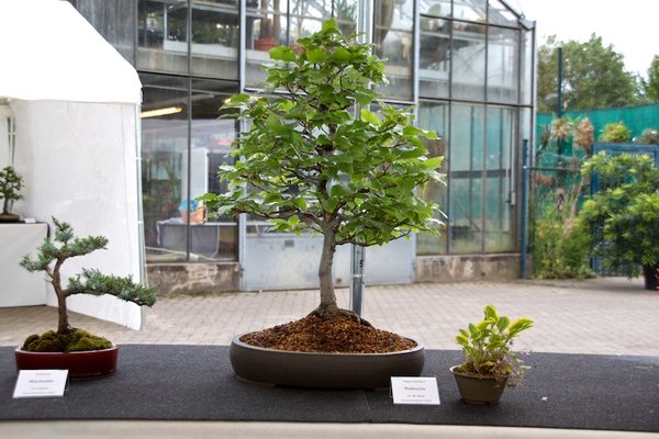 Fagus sylvatica; Rotbuche; ca 20 Jahre; Arbeitskreis Lübeck.jpg