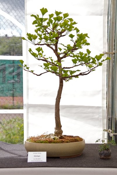 Ginko biloba; Ginko; ca 25 Jahre; Arbeitskreis Leer.jpg