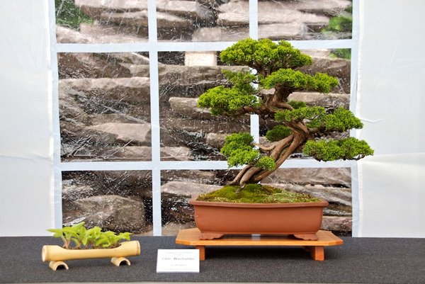 Juniperus chinensis Itoigwa; Chinesischer Wacholder; ca 30 Jahre; Arbeitskreis Oldenburg.jpg