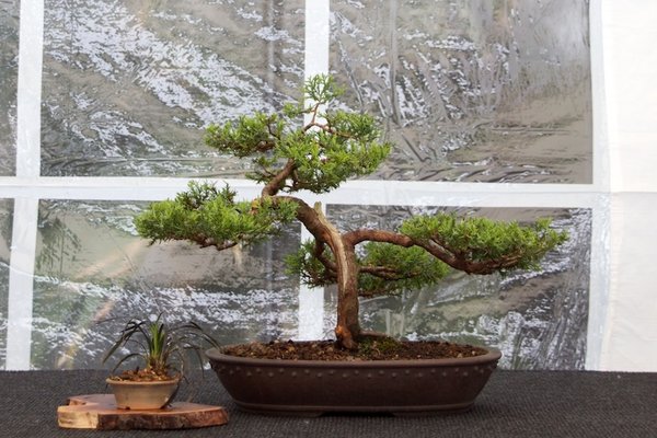 Juniperus chinensis; Chinesischer Wacholder; ca 8 Jahre; Arbeitskreis Bremen.jpg