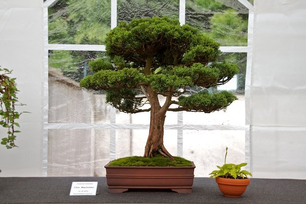 Juniperus chinensis; Chinesischer Wacholder; ca 25 Jahre; Arbeitskreis Oldenburg.jpg