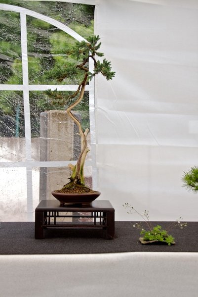 Juniperus sqamata var Blue Star; Blauer Wacholder; ca 15 Jahre; Arbeitskreis Weserbergland.jpg