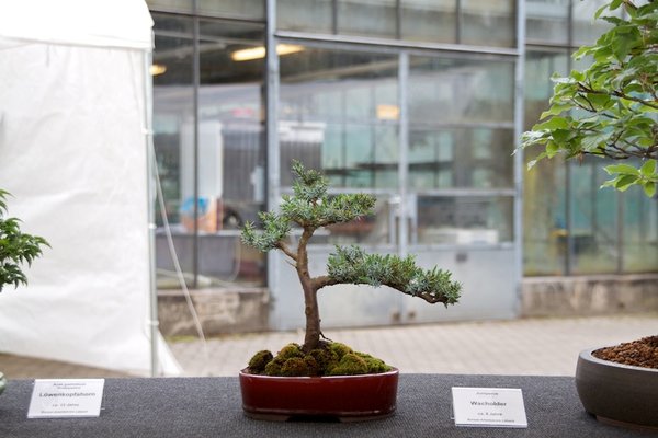 Juniperus; Wacholder; ca 8 Jahre; Arbeitskreis Lübeck.jpg
