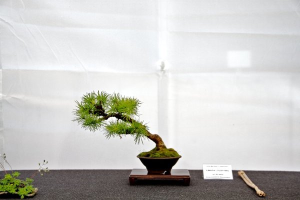 Larix decidua x kaempferi; Lärche (Hybride); ca 25 Jahre; Arbeitskreis Weserbergland.jpg