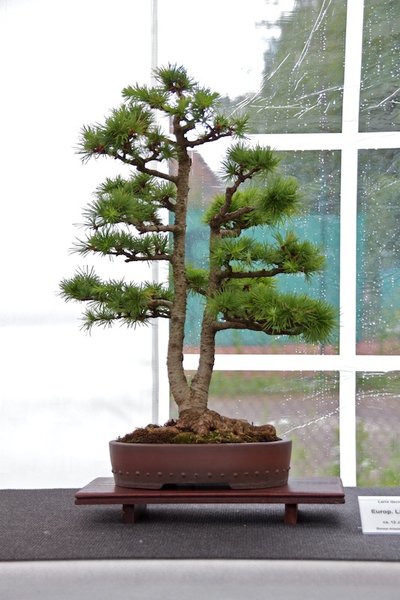Larix decidua; Europäische Lärche; ca 12 Jahre; Arbeitskreis Leer.jpg