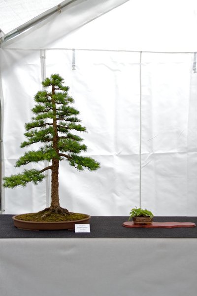 Larix decidua; Europäische Lärche; ca 35 Jahre; Arbeitskreis Leer.jpg