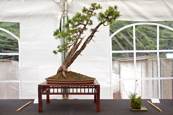 Larix decidua; Europäische Lärche; ca 35 Jahre; Arbeitskreis Weserbergland.jpg