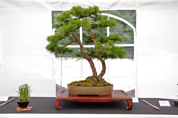 Larix decidua; Europäische Lärche; ca 38 Jahre; Arbeitskreis Weserbergland.jpg
