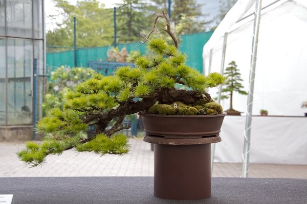 Larix decidua; Europäische Lärche; ca 45 Jahre; Arbeitskreis am Rübenberge.jpg