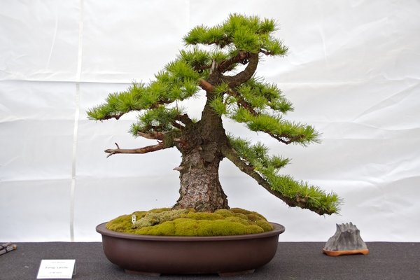 Larix decidua; Europäische Lärche; ca 80 Jahre; Arbeitskreis Weserbergland.jpg