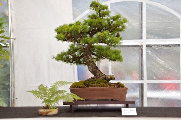Larix decidua; Europäische Lärche; ca 100 Jahre; Arbeitskreis Bremen.jpg