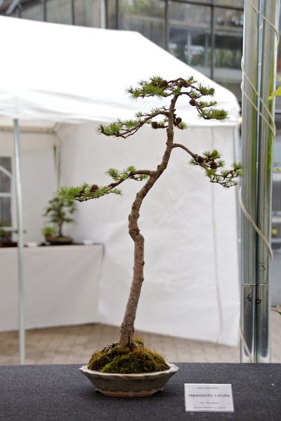 Larix kaempferi; Japanische Lärche; ca 13 Jahre; Arbeitskreis Lübeck.jpg