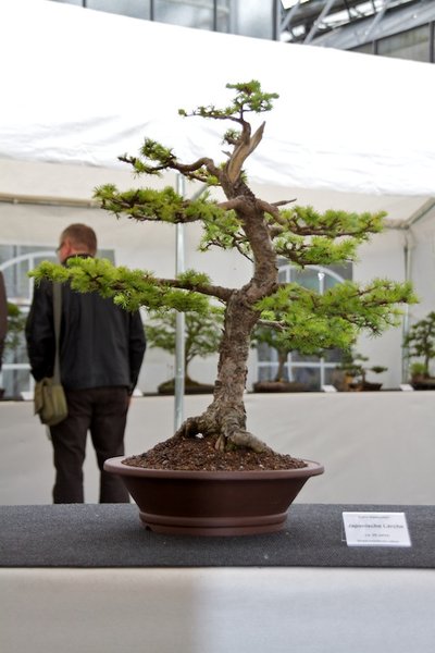 Larix kaempferi; Japanische Lärche; ca 25 Jahre; Arbeitskreis Lübeck.jpg