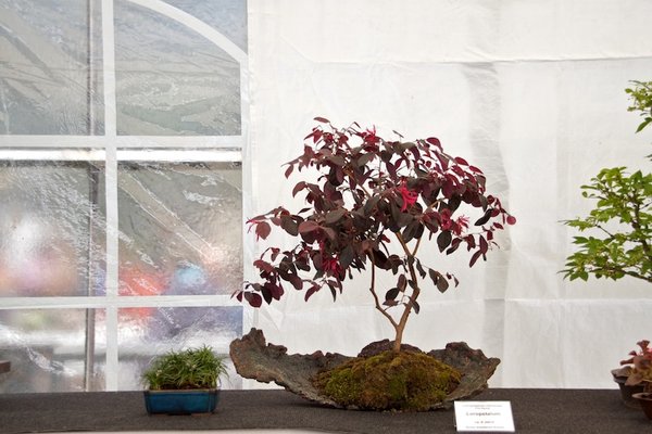 Loropetalum chinense Fire Dance; loropetalum; ca 6 Jahre; Arbeitskreis Bremen.jpg