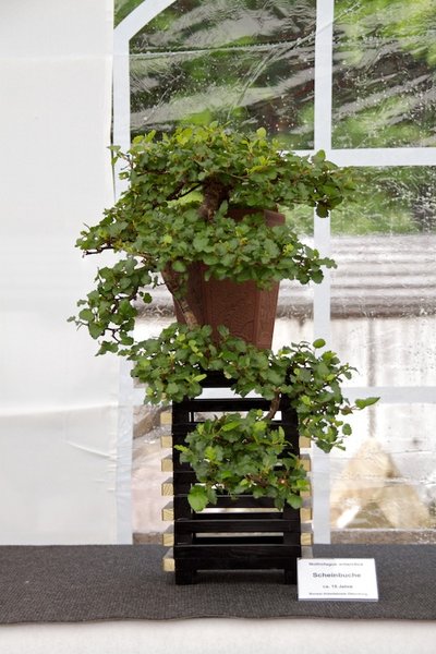 Nothofagus antarctica; Scheinbuche; ca 15 Jahre; Arbeitskreis Oldenburg.jpg